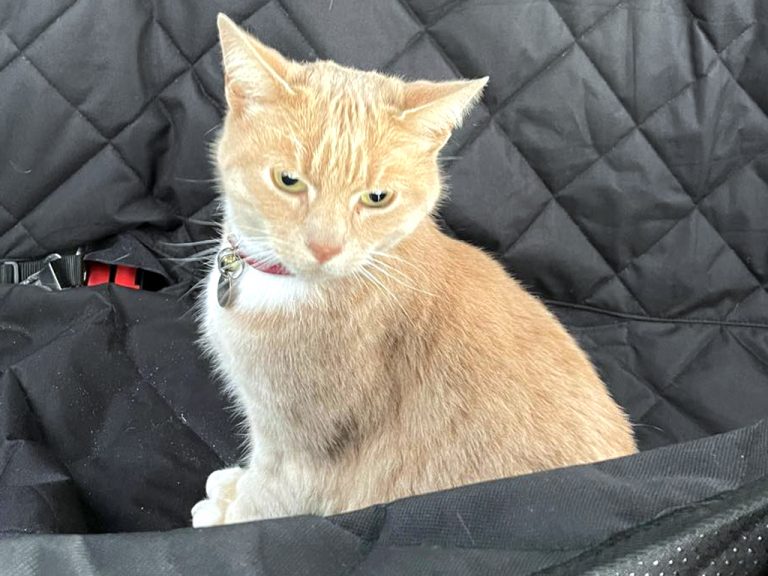 Tesco cat social media star The Holderness and Hornsea Gazette