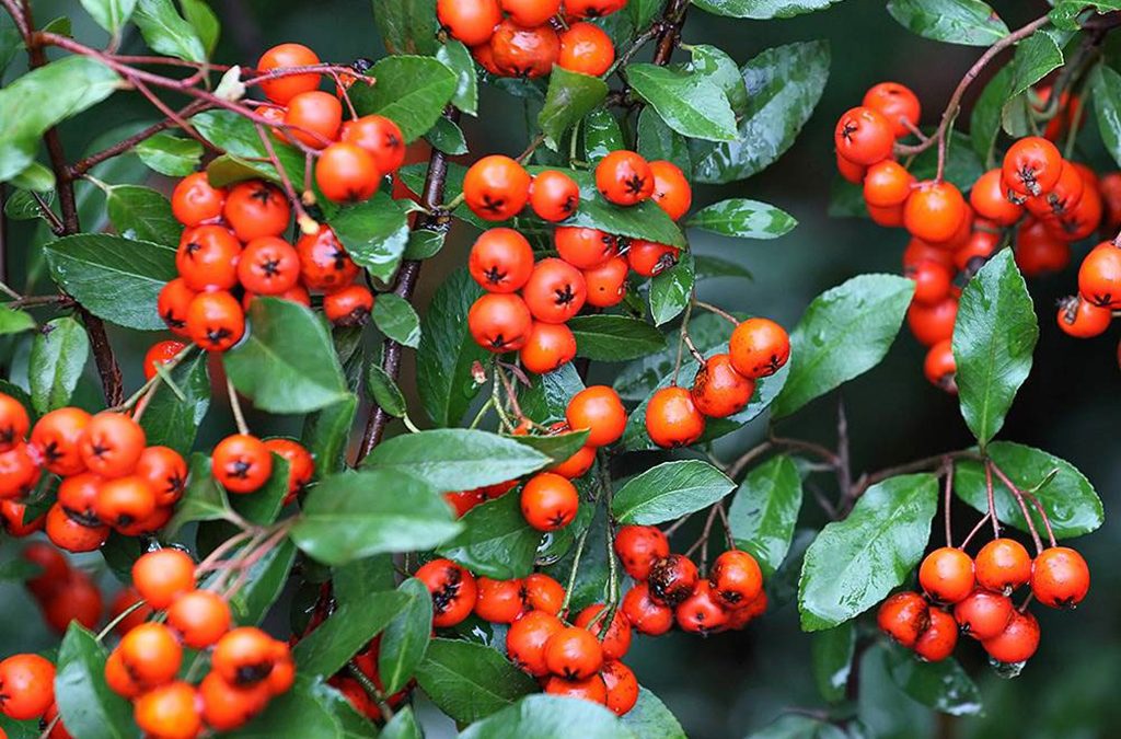 Autumn colour in the garden