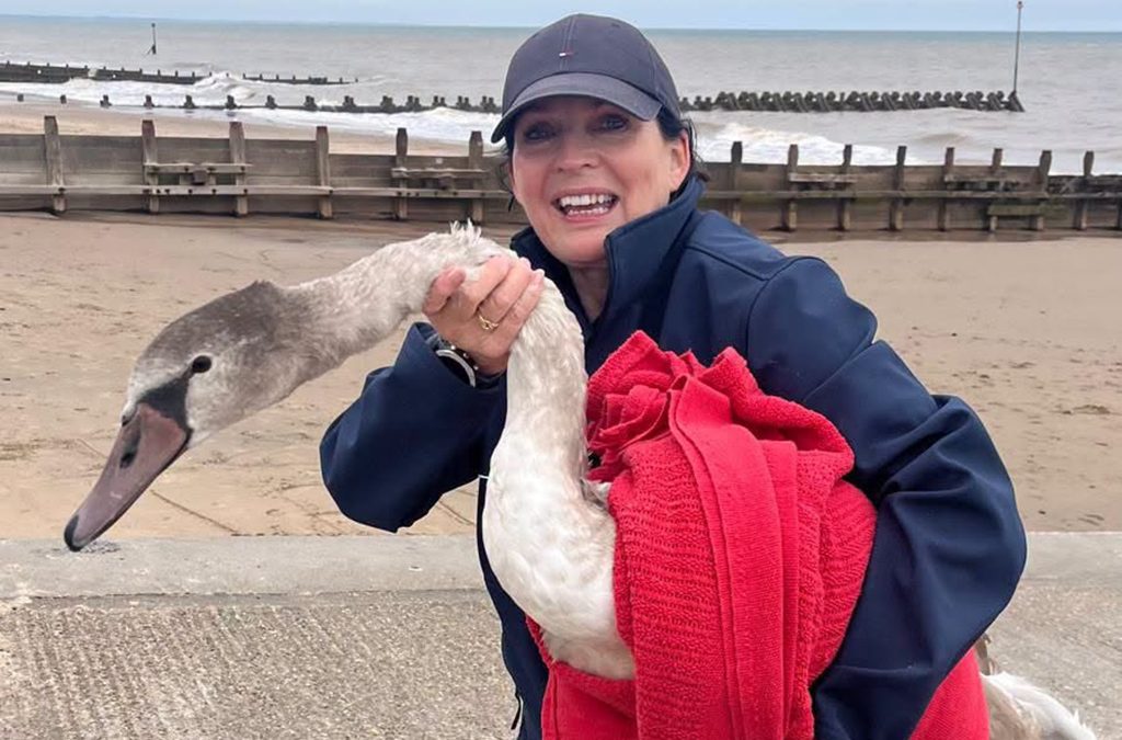 ‘Swan-derful’ ending for poorly fowl